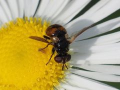 Gymnosoma nitens