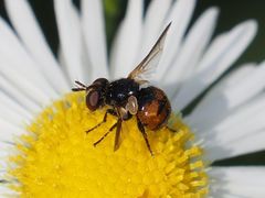 Gymnosoma nitens