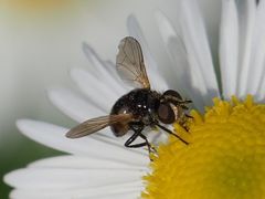 Gymnosoma nitens