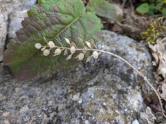 Alyssum calycocarpum