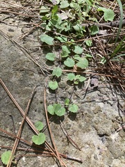 Centella erecta
