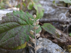 Alyssum calycocarpum