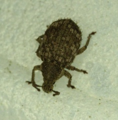 Romualdius scaber