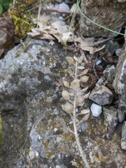 Alyssum calycocarpum