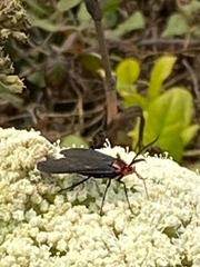 Ctenucha rubroscapus