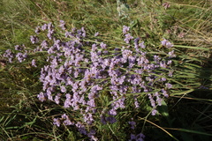Limonium tomentellum