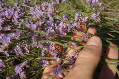 Limonium tomentellum