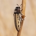 Acmaeodera pubiventris - Photo (c) Bob Miller, algunos derechos reservados (CC BY), subido por Bob Miller