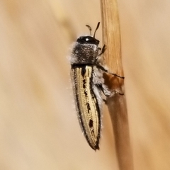 Acmaeodera pubiventris yumae
