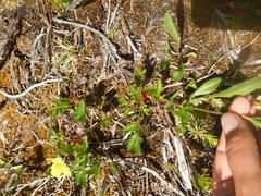 Potentilla drummondii