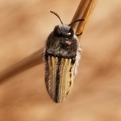 Acmaeodera pubiventris yumae