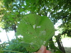 Phyllonorycter issikii