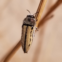 Acmaeodera pubiventris yumae