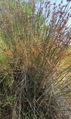 Juncus