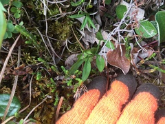 Cardamine digitata