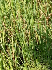 Sparganium erectum