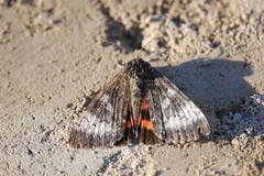 Catocala briseis