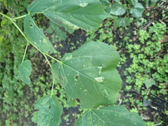 Phyllonorycter issikii