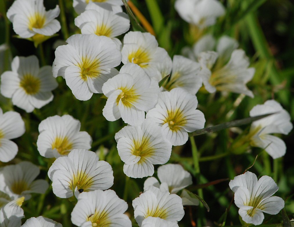 Limnanthes montana