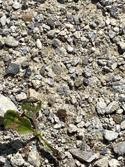 Holcostethus limbolarius