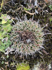 Parodia mammulosa
