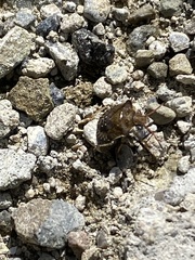 Holcostethus limbolarius