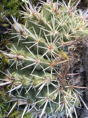 Parodia mammulosa