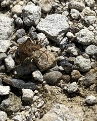 Holcostethus limbolarius