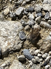 Holcostethus limbolarius