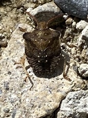 Holcostethus limbolarius