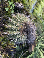 Parodia mammulosa