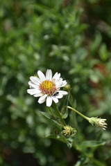 Eucephalus paucicapitatus