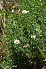 Eucephalus paucicapitatus