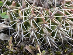 Parodia mammulosa