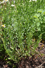 Eucephalus paucicapitatus