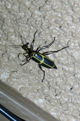 Pyrota obliquefascia