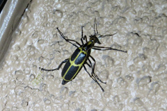 Pyrota obliquefascia