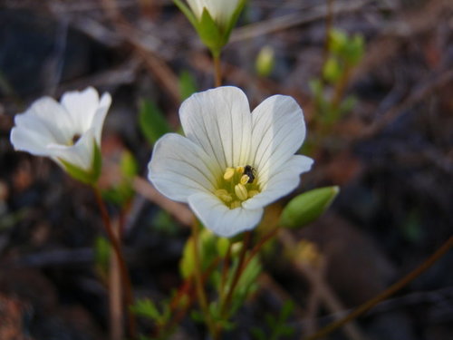 Limnanthes alba ssp. gracilis