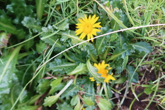Senecio breviscapus