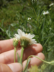Eucephalus paucicapitatus