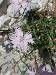 Dianthus sternbergii
