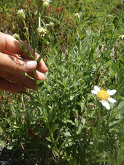 Eucephalus paucicapitatus