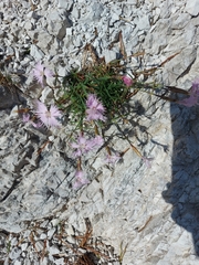 Dianthus sternbergii