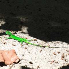 Iguana iguana