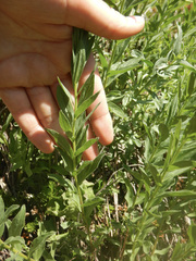 Eucephalus paucicapitatus