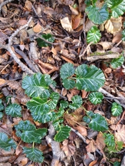 Rubus geoides