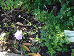 Scabiosa incisa