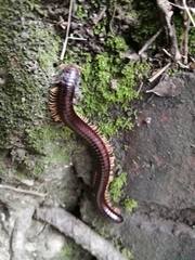 Diplopoda