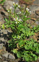 Cardamine umbellata