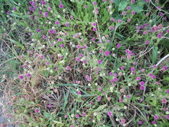 Sphaeranthus peduncularis